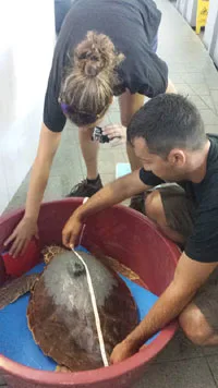 Misurazione tartaruga marina