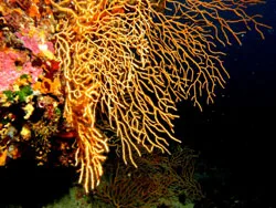 Gorgonia gialla