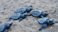 Caretta Caretta - neonati