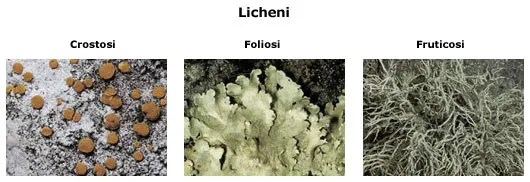 licheni crostosi, foliosi e fruticosi