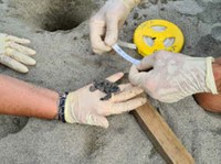Apertura del nido di tartaruga Caretta caretta a Montignoso (MS)