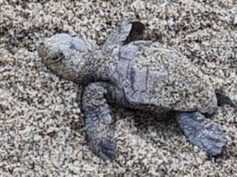 Estate 2023: record per i nidi di tartarughe marine Caretta caretta in Toscana