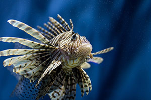 pesce-scorpione.jpg
