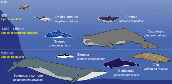 Specie di cetacei