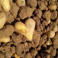 patata a forma di cuore