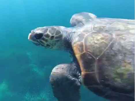 Spiaggiamenti di cetacei e tartarughe marine sulle coste toscane nel 2020