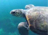 Spiaggiamenti di cetacei e tartarughe marine sulle coste toscane nel 2020