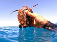 La baby tartaruga Caretta caretta è tornata in mare a San Vincenzo