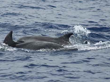 Lo stato del delfino costiero nel Sito di Importanza Comunitaria Toscano