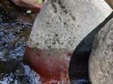 Pistoia: accertata la presenza dell'alga Hildenbrandia rivularis nel torrente Nievole