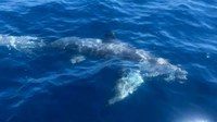 Monitoraggio dei cetacei, tartarughe marine e grandi pesci cartilaginei nel 2020 in Toscana