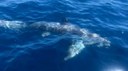 Monitoraggio dei cetacei, tartarughe marine e grandi pesci cartilaginei nel 2020 in Toscana