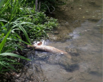 pesce morto nel fiume Elsa