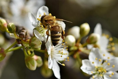 ape su fiori