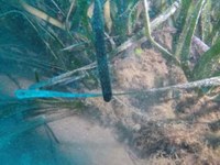 Annuario dati ambientali 2022: lo stato ecologico delle praterie di Posidonia oceanica in Toscana