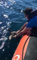 La tartaruga marina "Smeralda" torna in mare a Livorno