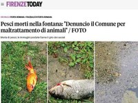 Pesci morti nella fontana del Bobolino a Firenze