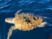 Quattro tartarughe marine morte di cui tre recuperate sulla costa pisana e livornese