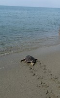 tartaruga spiaggia