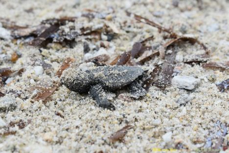 A Sant'Andrea (Isola d'Elba) sono nate 70 piccole tartarughe: un fenomeno da studiare