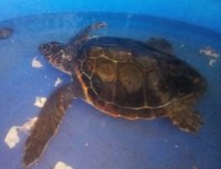 La tartaruga Caretta caretta "Pan" è tornata in mare