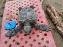 La piccola tartaruga Caretta caretta "Blu" è tornata in mare