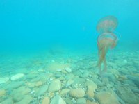 Livorno: avvistate centinaia di meduse lungo la costa 