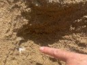 Primo nido toscano di tartaruga marina della stagione 2023 sulla spiaggia di Galenzana all’Isola d’Elba