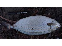 Moria di pesci alla foce del Canale Solmine a Scarlino (GR)