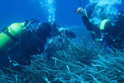 Operatori subacquei impegnati nel monitoraggio di una prateria di posidonia oceanica