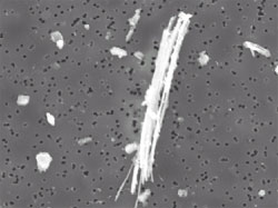 fibra di amianto al microscopio