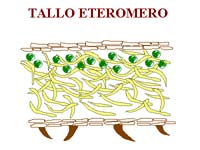 tallo eteromero