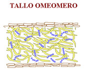 tallo omeomero