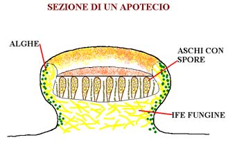 sezione di un apotecio