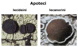 Apoteci lecideini e lecanorini