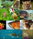 collage di specie animali